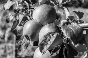 Photography on theme beautiful fruit branch apple tree photo