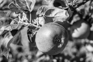 fotografía sobre el tema hermosa fruta rama manzano foto