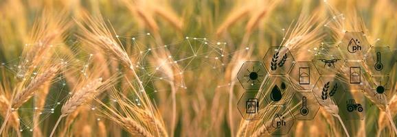 Smart farming concept. Farmer with technology digital tablet on background of wheat field. Professional farmers use internet of things IOT computers system to manage farms. agriculture modern idea. photo