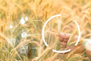 Smart farming concept. Farmer with technology digital tablet on background of wheat field. Professional farmers use internet of things IOT computers system to manage farms. agriculture modern idea. photo