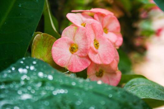 Pink euphorbia blooming in the morning photo