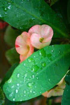 Pink euphorbia blooming in the morning and water droplets soft blur photo