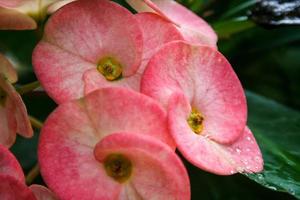 Pink euphorbia blooming in the morning photo
