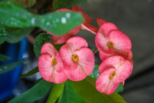 Pink euphorbia blooming in the morning photo
