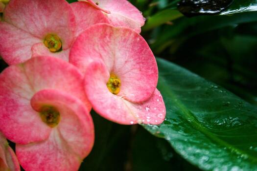 Pink euphorbia blooming in the morning photo