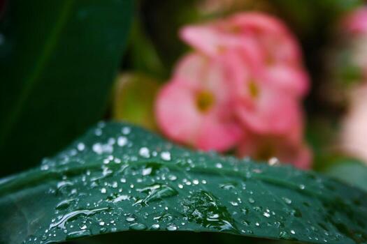 Pink euphorbia blooming in the morning photo