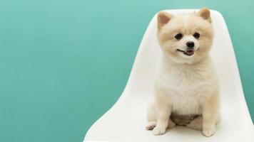 Portrait of little cute dog over green background. photo