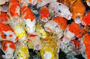 Colorful many Koi Carp photo