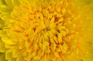 Close-up yellow chrysanthemum flower photo