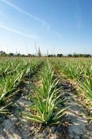 Crop of aloe vera plants photo