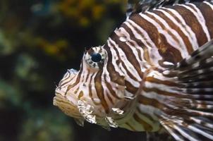 Lionfish, Beautiful sea fish photo