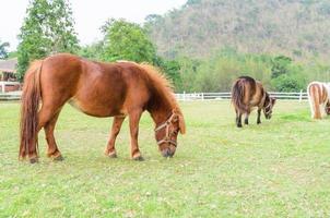Dwarf horses eating grass photo