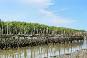 Oyster farm in summer photo