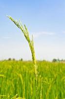 Green heads of grain photo