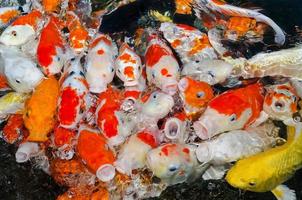 Colorful many Koi Carps fish photo