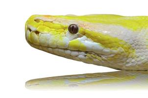 cabeza de serpiente pitón albina aislada en blanco foto