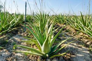 Crop of aloe vera plants photo