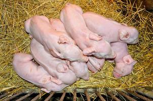 Newborn piglets sleeping on straw
