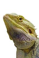 Close-up of Bearded Dragon head isolated on white photo