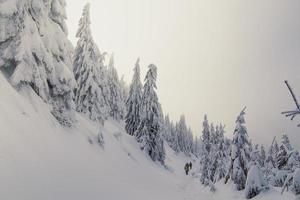 Hikers surrounded by towering pine trees landscape photo