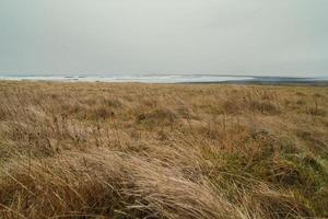 Dry grass field on beach landscape photo