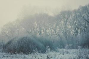 Foggy morning with shrubs and trees landscape photo