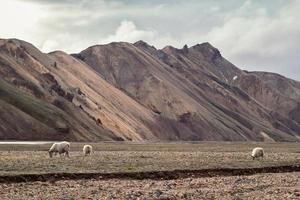 ovejas pastando en el campo foto de paisaje