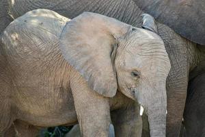 Young African Bush Elephant photo