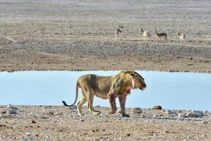 león en etosha, namibia foto