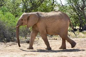 joven elefante africano de sabana foto