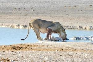 león en etosha, namibia foto