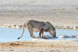 león en etosha, namibia foto