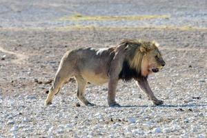 Lion in Etosha, Namibia photo