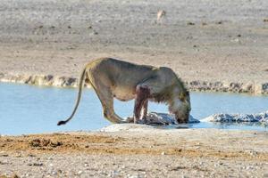 Lion in Etosha, Namibia photo