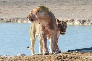 Lion in Etosha, Namibia photo