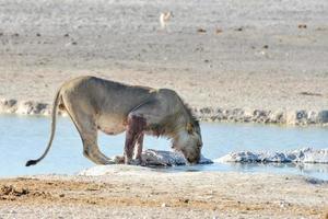 Lion in Etosha, Namibia photo