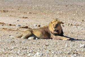 Lion in Etosha, Namibia photo