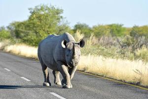 Black Rhinoceros - Etosha National Park, Namibia photo