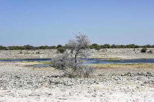 Etosha Salt Pan - Namibia photo