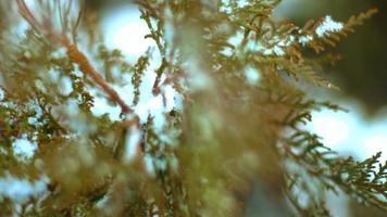 close-up do ramo de abeto verde coberto de neve no inverno video