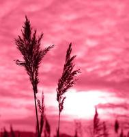 Golden reeds sway in the wind. Pattern with red colors. Minimal, stylish, trend concept. Golden sedge grass, dry reed, reed layer, reed seeds. Color Of The Year 2023 - Viva Magenta photo