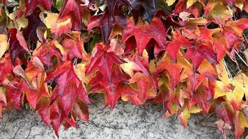 Climbing ornamental plant with bright red leaves of maiden grapes on concrete wall in fall. Bright colors of autumn. Parthenocissus tricuspidata or Boston ivy changing color in Autumn. Nature pattern photo