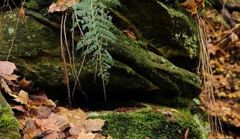 Green moss on natural stone podium with fern leaves, yellow fall leaves, autumn forest background for presentation of goods and cosmetics. Natural stand for presentation and exhibitions. photo