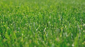 Close up green grass, natural greenery background texture of lawn garden. Ideal concept used for making green flooring, lawn for training football pitch, Grass Golf Courses, green lawn pattern. photo