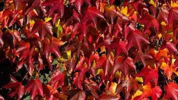 Climbing ornamental plant with bright red leaves of maiden grapes on wall in fall. Bright colors of autumn. Parthenocissus tricuspidata or Boston ivy changing color in Autumn. Nature pattern photo