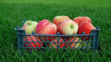 Red yellow apples in a plastic crate on the green grass. Harvesting fruit in garden at autumn, harvest festival season. Apples from organic farm. Template for advertising. photo
