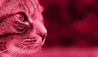 Red background made of Portrait striped cat face in profile. Muzzle of a striped cat with eyes, long white mustache, pink nose. Selective focus. Color Of The Year 2023 - Viva Magenta photo