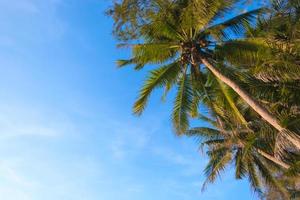 palmeras y cielo azul en el fondo foto