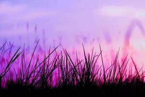 silueta de hierba hermosa puesta de sol sobre el fondo del cielo rosa tropical vista de belleza natural foto