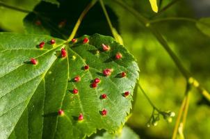 Agallas de las uñas causadas por el ácaro eriophyes tiliae de las agallas de las uñas rojas en las hojas del tilo común. foto